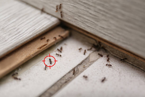 Best Flea Control Services  in Milledgeville, GA